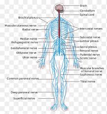 The nervous system enables humans to react to their surroundings and to coordinate their behaviour. Peripheral Nervous System Central Nervous System Anatomy Human Body Human Nerve System Angle Text Png Pngegg
