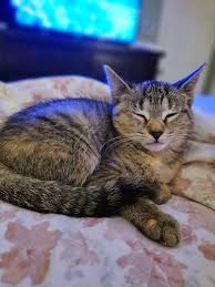 Nicky – Kitty Connection