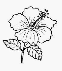 Tanaman bunga merupakan salah satu makhluk hidup yang memiliki rupa yang cantik, dan sebagian besar memiliki wangi yang harum. Gambar Bunga Raya Untuk Diwarnai Kumpulan Gambar Bunga In 2021 Flower Pictures Flower Drawing Black And White Flowers