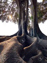 Mature shade foliage from an ornamental tree [c.j. Exposed Giant Tree Roots From Magnolia Trees In A Rain Forest Stock Photo Picture And Royalty Free Image Image 144351452
