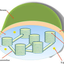 Power and syred/science photo library/getty images. Structure Of The Chlorophyll Containing Chloroplast Of Green Plants Download Scientific Diagram