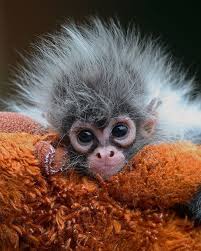 Zooborns Baby Animals Pictures Animals Cute Baby Animals