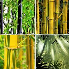 Bamboo, (subfamily bambusoideae), subfamily of tall treelike grasses of the family poaceae, comprising more than 115 genera and 1,400 species. Malaysian Bamboo Society Home Facebook