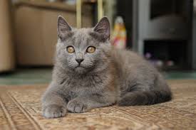 Chartreux Cinsi Kediler Ve Ozellikleri Chartreux Chaton Chartreux Animaux Mignons