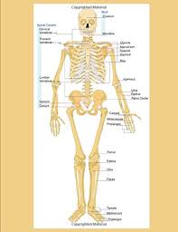 Movies have been labeled and 3d pdfs have been assembled by ruger porter, ashley morhardt, and jason 3d pdf of the bones of the lower extremity of a female human, with each bone of the right limb as a animation of the upper extremity anatomy of a male human showing the labeled surface. Human Skeletal Diagram Labeled Bones College Ruled Composition Notebook Frontal Skeleton Orthopedic Anatomy System Amazon Co Uk Publishing Castlecomer Books