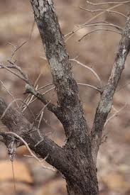 Image result for Hexalobus monopetalus