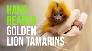 The snake was killed with a stick. Tamarin Zooborns