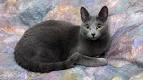 Russian Blue cat price: how much do russian blue kittens ...