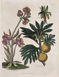 Image result for Moraceae