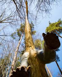 The parc definitely aims for the young crowds with lots of fun and activities, but the dinosaurs spread. Ce E Nou La Dino Parc RaÈ™nov Cel Mai Mare Parc De Dinozauri Din Europa De S E AÈ™a È™i Pe Dincolo