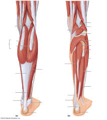 Leg Muscles Diagram Wiring Diagrams