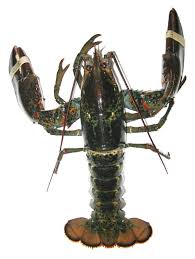 نتیجه جستجوی لغت [lobster] در گوگل