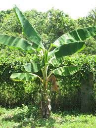 Banana Tree Banana Trees Landscape Unique Trees Banana Plants