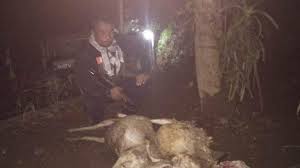 Sementara itu, walikota depok mengatakan d'kandang merupakan pilihan untuk edu wisata bagi warga depok. Macan Tutul Serang Ternak Warga Bksda Jateng Terus Berupaya Tangkap Hidup Hidup Tribun Jateng