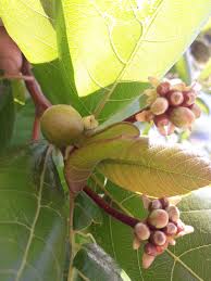 Image result for Guettarda