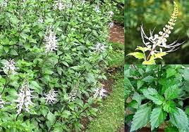 Check spelling or type a new query. Aneka Fungsi Tanaman Daun Remujung Kumis Kucing Sebagai Obat Biduran