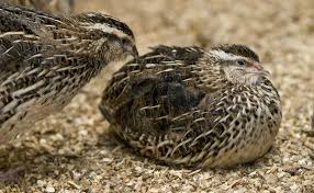 Maybe you would like to learn more about one of these? Quail Are Big Things Ahead For A Tiny Bird In The U S Modern Farmer
