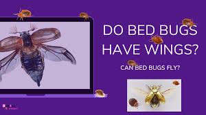 can bed bugs fly bed bugs bugs bed