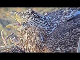 Eagle Cam