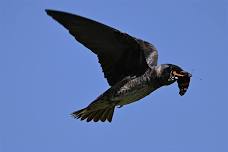 Purple Martin Mini Fest