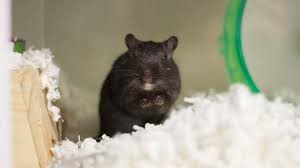 Females are able to become pregnant every month. Mouse Care Animal Humane Society