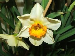 Narcissus Flower Pictures Meanings Narcissus Flower Narcissus December Flower