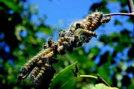 Homeguide » fl » st petersburg » pest control companies. Negative Aspects And Hazardous Effects Of Forest Environment On Human Health Springerlink