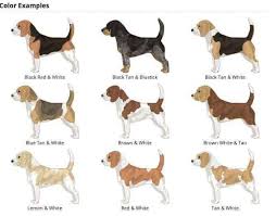 Colors Pictures And Info About Beagle Colors