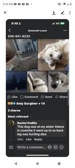 HE GOT OUT AGAIN!! My dog got out while I was at work today he ripped his  fan tag his phone number off of his leash. His name is cheerful. He's super