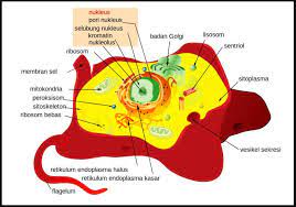 Maybe you would like to learn more about one of these? Sel Hewan Pengertian Gambar Struktur Bagian Dan Fungsi