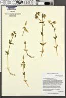 Image result for Cerastium octandrum