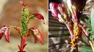 Check spelling or type a new query. Aphids On Plants Effective Ways To Kill Aphids With Pictures
