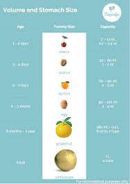 Night Feedings When To Say So Long Sleeperific Children S Sleep Consulting Baby Breastfeeding Baby Stomach Size Baby Eating