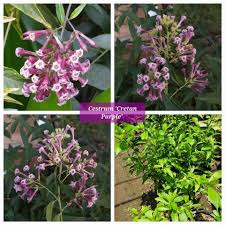 Image result for Cestrum × cultum