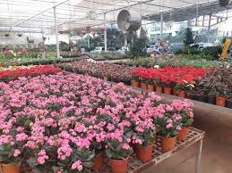 Best florists in new york ny the rose garden city blossoms confucius florist starbright floral. Where Can I Buy House Plants In Bangalore For A Cheap Price Quora