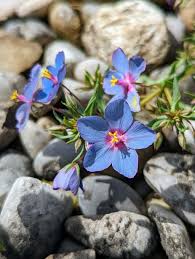 Image result for Lysimachia monelli