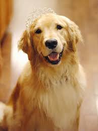 Check spelling or type a new query. Small Town Princess With Big Glittery Dreams Golden Retriever Retriever Retriever Puppy