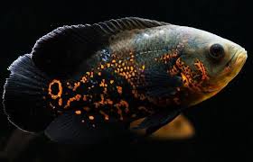 Ya, sebut saja red texas cichlids memang masih satu keluarga dengan kedua jenis ikan tersebut. Informasi Ikan Hias Air Tawar Terlengkap Jenis Harga Budidaya