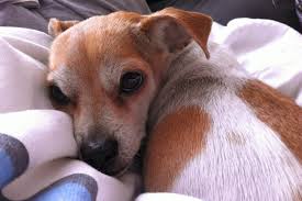 Our Dog Has Cancer And We Re Not Treating It Time