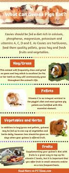 Pin On Animals And Pets