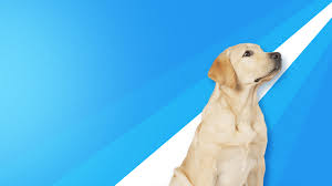 Pet cremation services of tidewater. Blue Ridge Pet Cremation Pet Cremation Service For Central Virginia