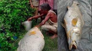 Apabila memungkinkan langsung diseleksi menurut jenis, ukuran dan 44. Nenek Ini Kaya Mendadak Tangkap Ikan Gulama Seberat 52 Kg Lemaknya Saja Rp 16 Juta Per Kg Halaman All Serambi Indonesia