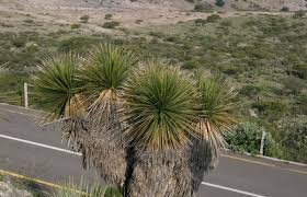 Image result for Zehneria parvifolia