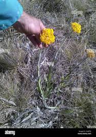 Image result for Helichrysum acutatum