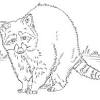 Some of the coloring pages shown here are raccoon coloring, shy raccoon coloring shy raccoon coloring c. 1
