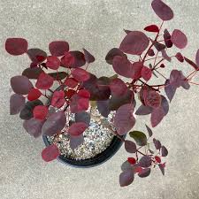 Image result for Euphorbia cotinifolia