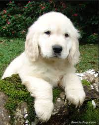 White British English Cream Creme Golden Retriever Puppy Dog Puppies Hound Dogs Retriever Puppy Golden Retriever Puppy Dog Breeds