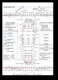 veterinary dental charting for dummies blog post