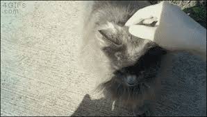 Make your own images with our meme generator or animated gif maker. Best Cat Gifs Primo Gif Latest Animated Gifs