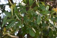 Image result for Warburgia ugandensis